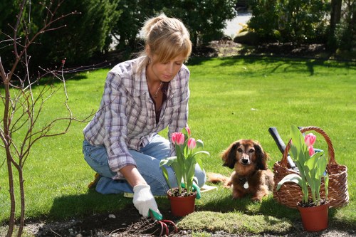 Healthy green garden lawn with neat edges in Morden